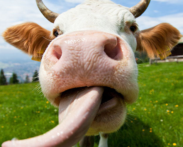 La vache crache contre la perte de cheveux? La vache crache contre la perte de cheveux?